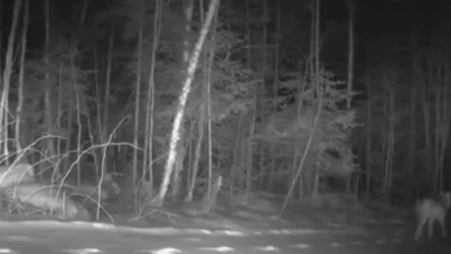 🐺🐺🐺 фото ловушка смотреть онлайн