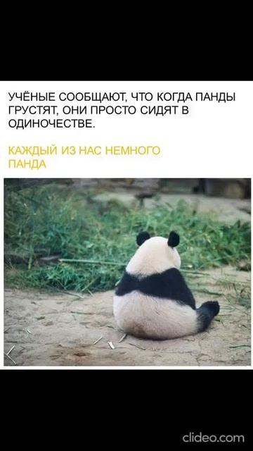 после таких "насыщенных" на события и эмоции выходных, все немного панда))) #short #shorts #panda смотреть онлайн