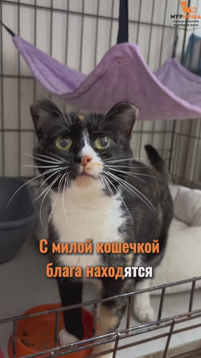 Мурмилка ждёт вас в приюте #Муркоша смотреть онлайн