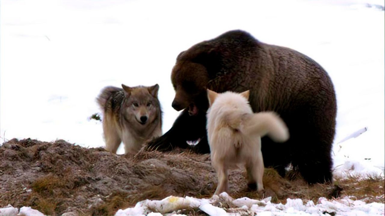 Зима без пощады: охота волков и борьба за добычу. смотреть онлайн