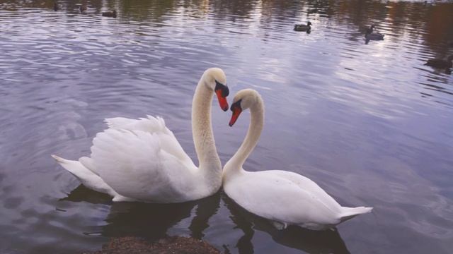 МОЯ МАЛЕНЬКАЯ ОСЕНЬ... (Фото Ольги ТОКАРЕВОЙ (Москва), музыка Джеймса ХОРНЕРА (США))) смотреть онлайн