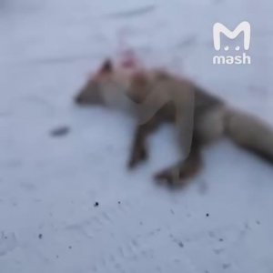 В Омской области бешеная лиса накинулась на девушку — спас сосед с палкой.MP4