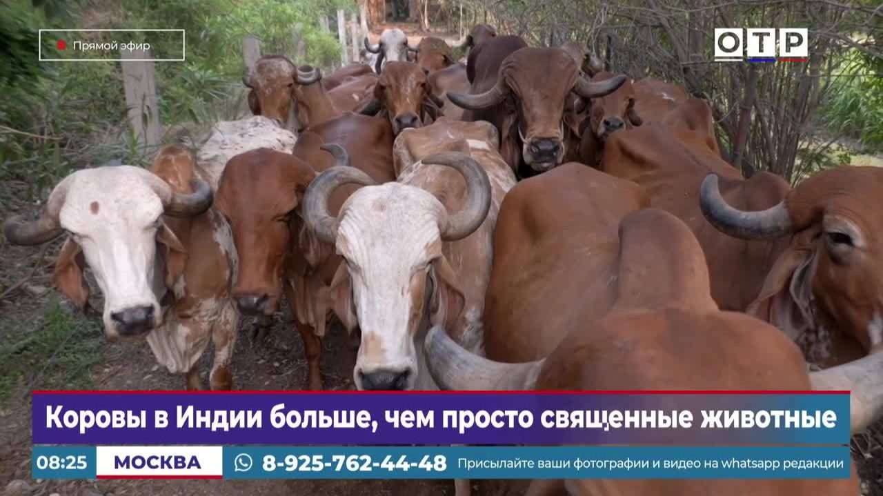 Коровы в Индии больше, чем просто священные животные смотреть онлайн