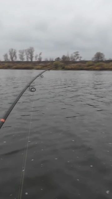 Злая поклёвка судака на спиннинг смотреть онлайн