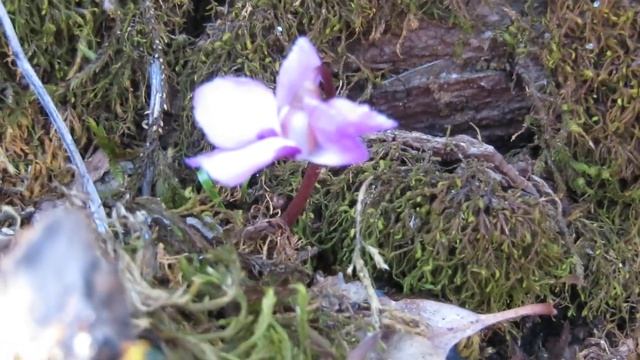 Горные цикламены