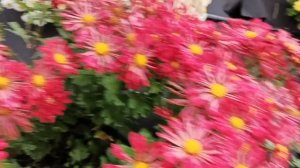 ОБЗОР СОРТОВ ХРИЗАНТЕМЫ ПЕРЕД ОБРЕЗКОЙ.