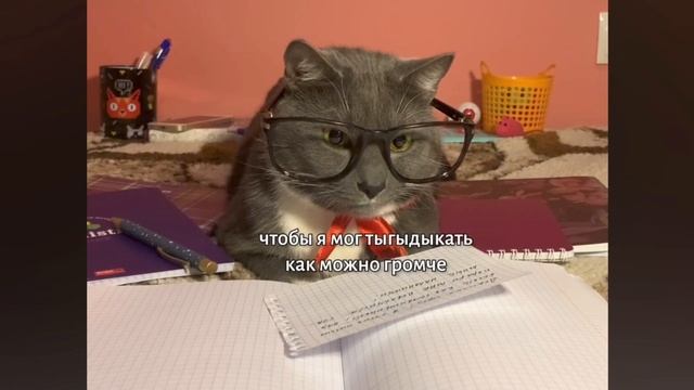 видео с канала kotiynet