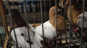 23.11.2025г ст.Бронницы Рынок ч.1