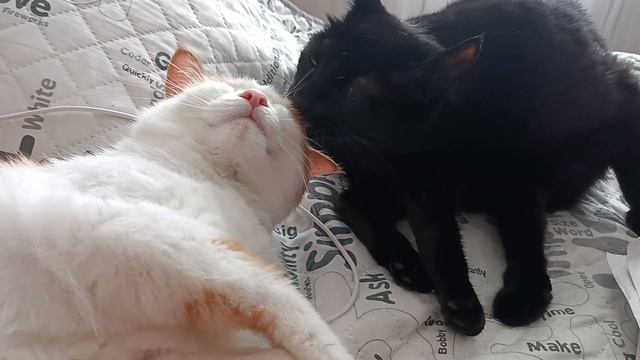 1000040623.mp4 смотреть онлайн