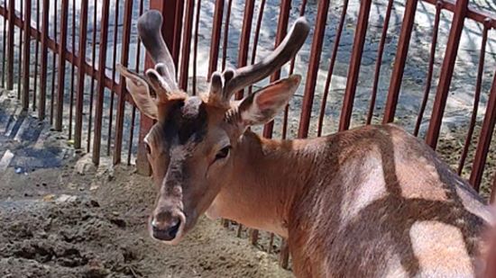 Олень разговаривает смотреть онлайн
