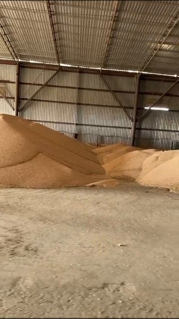 Горох жёлтый очищенный ОПТОМ от КФХ