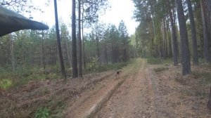 РГ Побудка (Стрелка) (3,5 года) ВПКОС 7132/24. Охота на зайца беляка. Моя первая охота в сезоне 2025