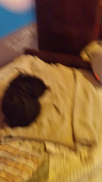 Я искупал кота Васю смотреть онлайн