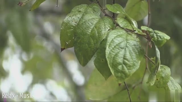 Relax - Music // Расслабляющая музыка - с успокаивающим шумом дождя. смотреть онлайн