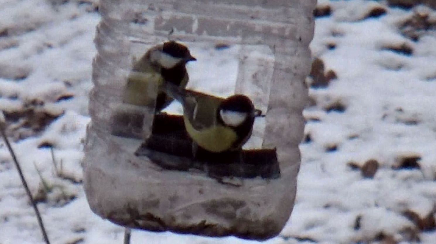 Синицы у кормушки в небольшой снегопад смотреть онлайн
