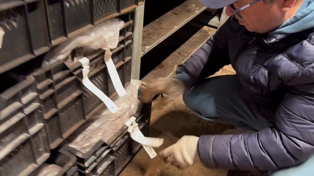 Какого качества мы получаем пионы, ноябрь 2025 смотреть онлайн