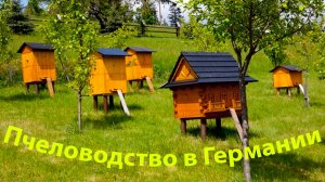 Опыт Германии: Какие технологии пчеловодства нам стоит перенять?