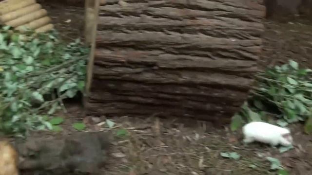 Петербургский зоопарк смотреть онлайн