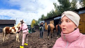 ПРИРУЧЕНИЕ ДИКОЙ ЛОШАДИ С БОЙНИ! СМОТИРТЕ КАКАЯ ОНА СТАЛА И ЧТО УМЕЕТ. СБОР ГРИБОВ. ЖИЗНЬ В ДЕРЕВНЕ