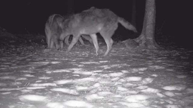 Видео фото ловушки смотреть онлайн