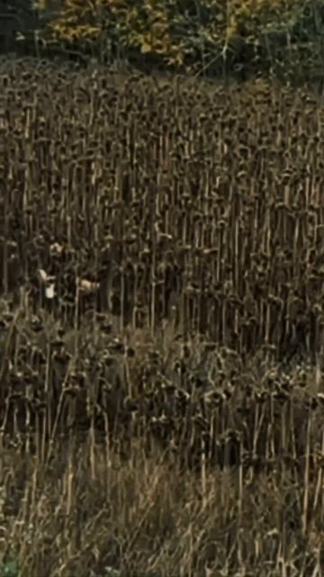 ‼️🇷🇺«СТАЛЬ И МИЛОСЕРДИЕ: лица войны»
«Тихий» – громкое имя Героя. Парень, чья улыбка сильнее войны смотреть онлайн