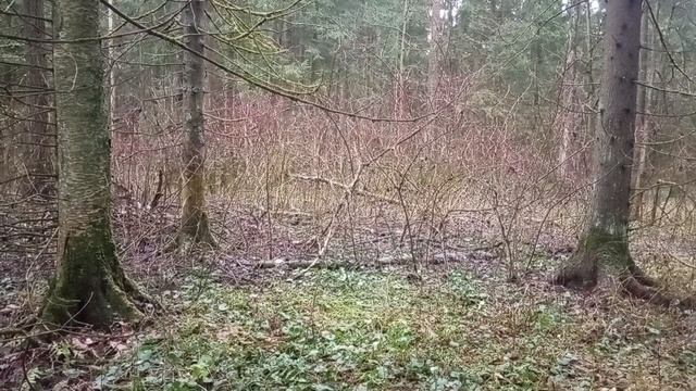 Почему звери еле заметны? Гипотеза