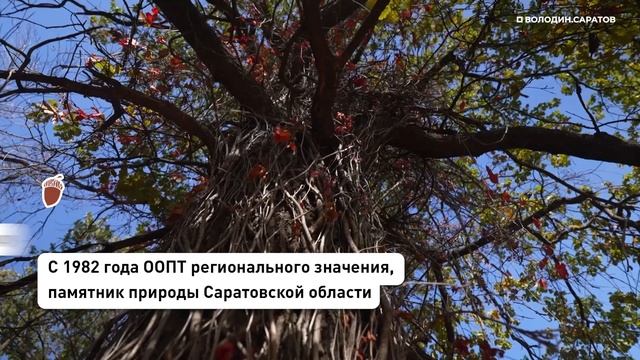 Володин анонсировал начало работ на втором участке Ботсада СГУ смотреть онлайн