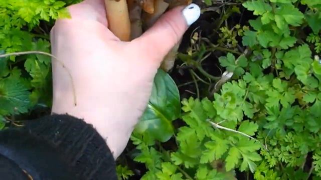 Сбор сморчковой шапочки