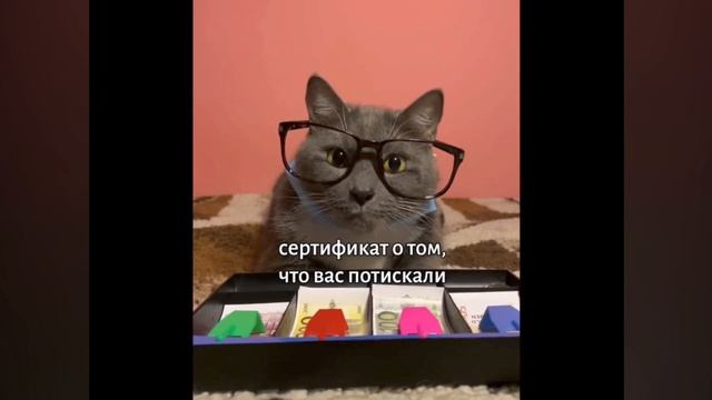 видео с канала kotiynet