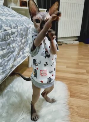 Котик Баобаб #shorts #кот #прикол #мем #юмор