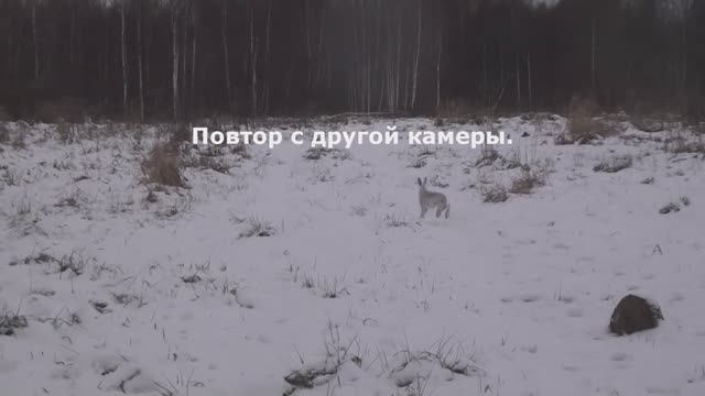 Охота с Добычем 25.11. Не жилец, не ходец... смотреть онлайн