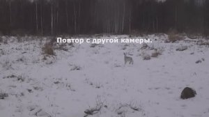 Охота с Добычем 25.11. Не жилец, не ходец...