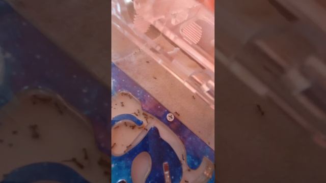 я кинул муравьям жнецам муху ShaDimka123