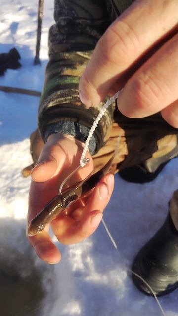 Рыбалка с Николаем на живца. Река Зея. смотреть онлайн