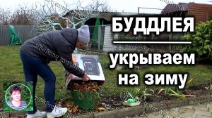 Укрытие буддлеи на зиму Как я это делаю