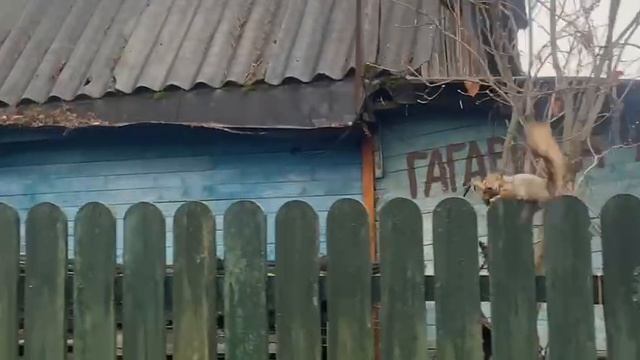 Белка на даче смотреть онлайн