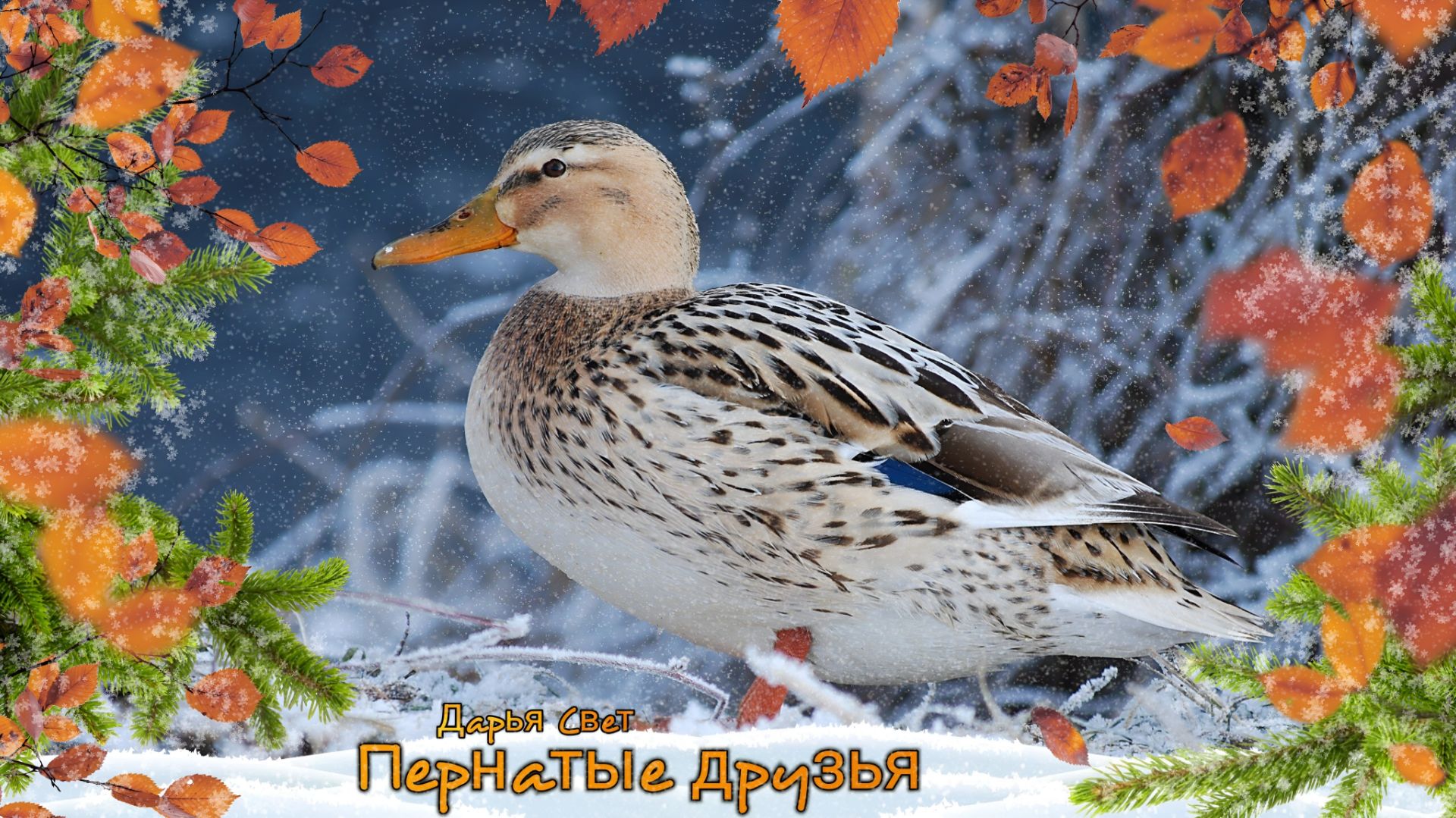 Уточки в пруду. Утки. Шибаевский пруд. Кузьминки. Ноябрь 2025 смотреть онлайн