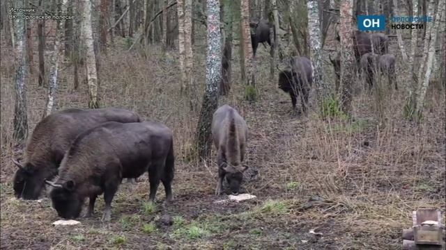 Проголодавшихся зубров заметили в Орловском полесье смотреть онлайн