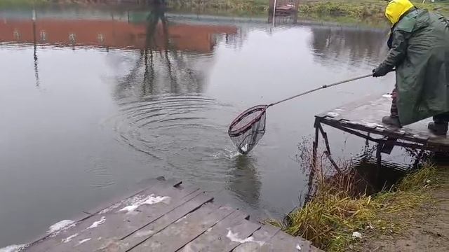 Светлые Горы Форель 27.11.2025г. смотреть онлайн