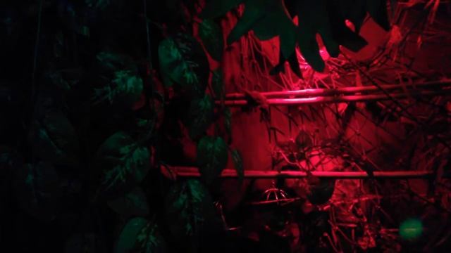 Горный кускус (Burramys Parvus). Московский зоопарк (Moscow Zoo)