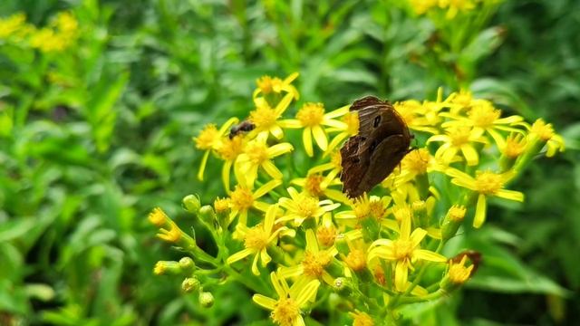 Colorful nature pattern. смотреть онлайн