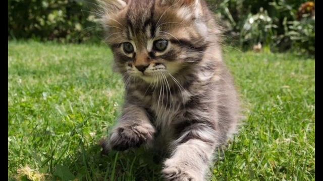 котята играют в саду