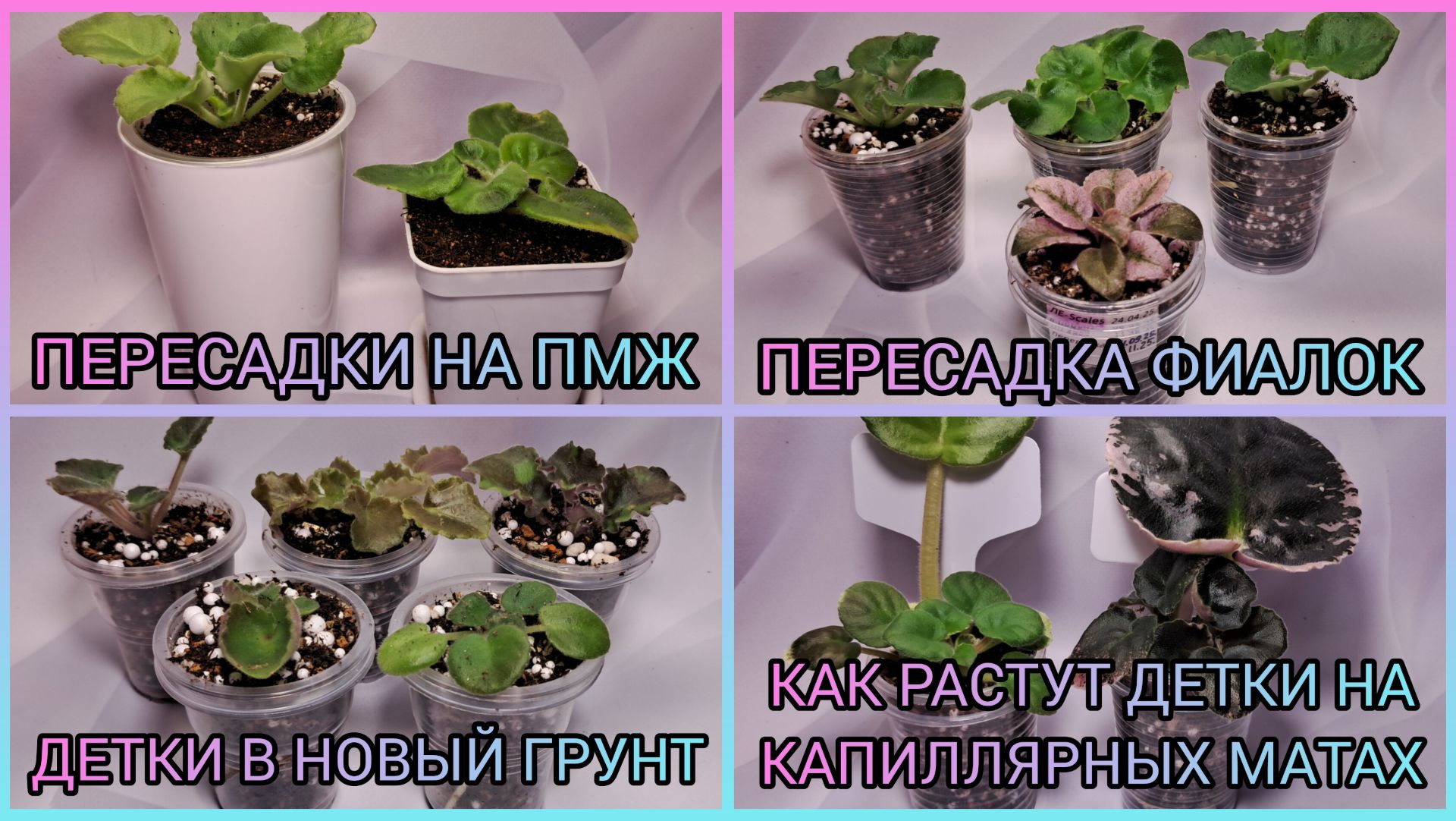 Пересадки фиалок. Детки в новый грунт. Как растут детки на капиллярных матах. смотреть онлайн