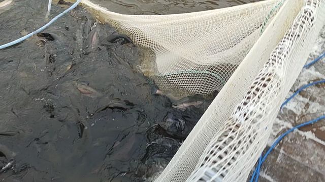 Форель чувствует себя отлично. смотреть онлайн