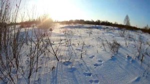 охота на зайчика 2025-2026