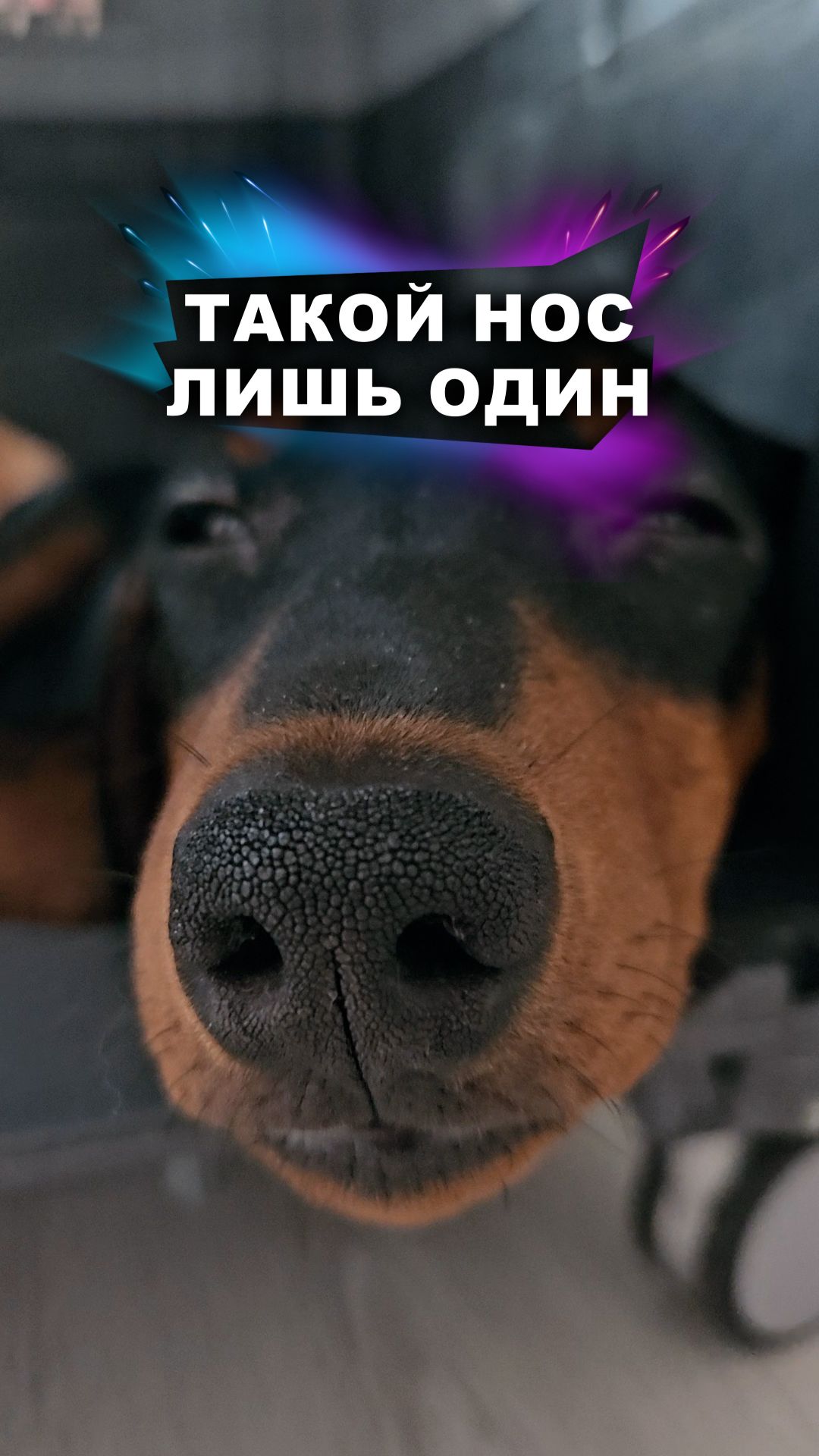 Собираем отпечатки носиков! #животные смотреть онлайн