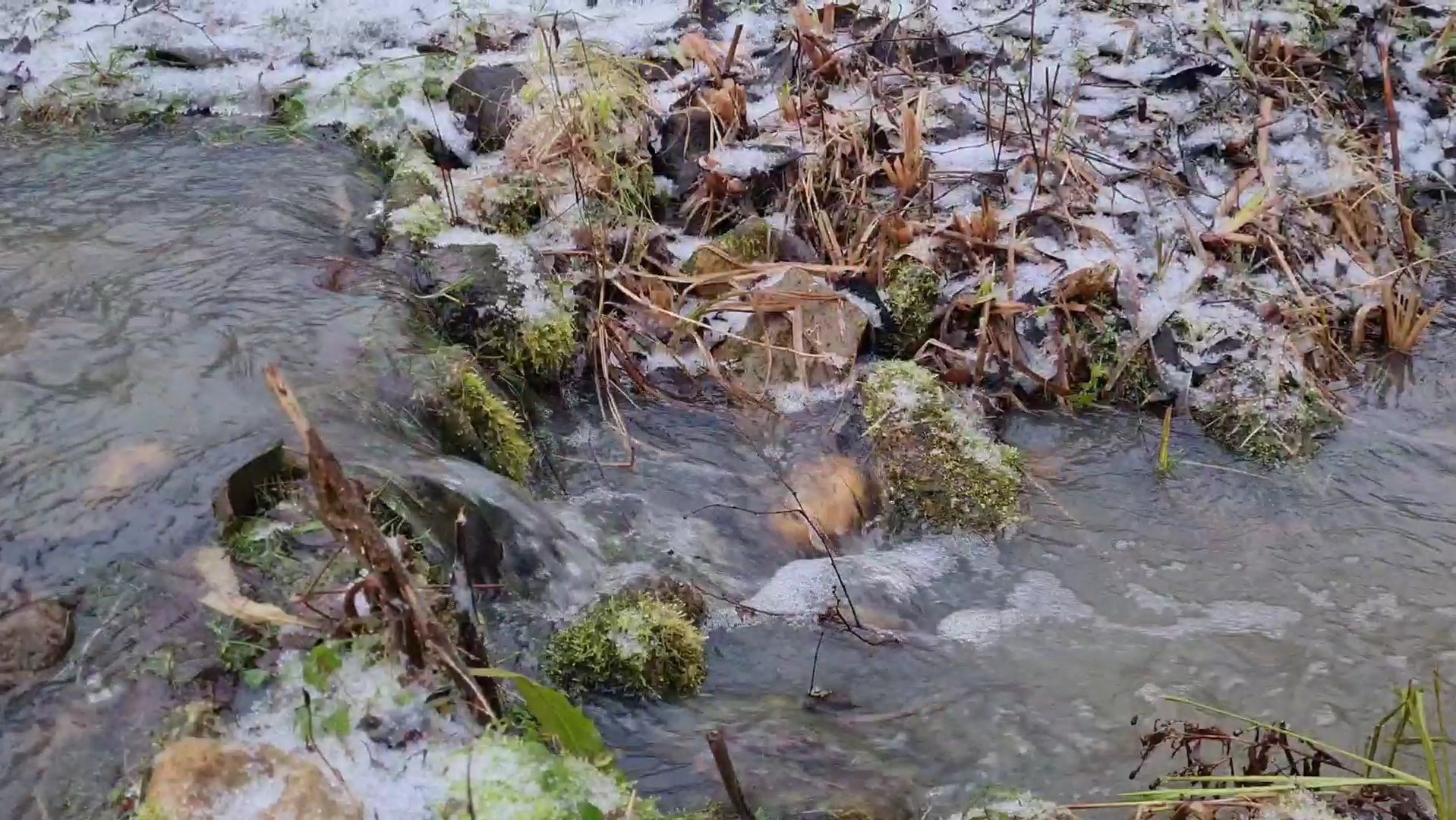 Ледяной дождь, осеннее половодье и секреты берёзы смотреть онлайн