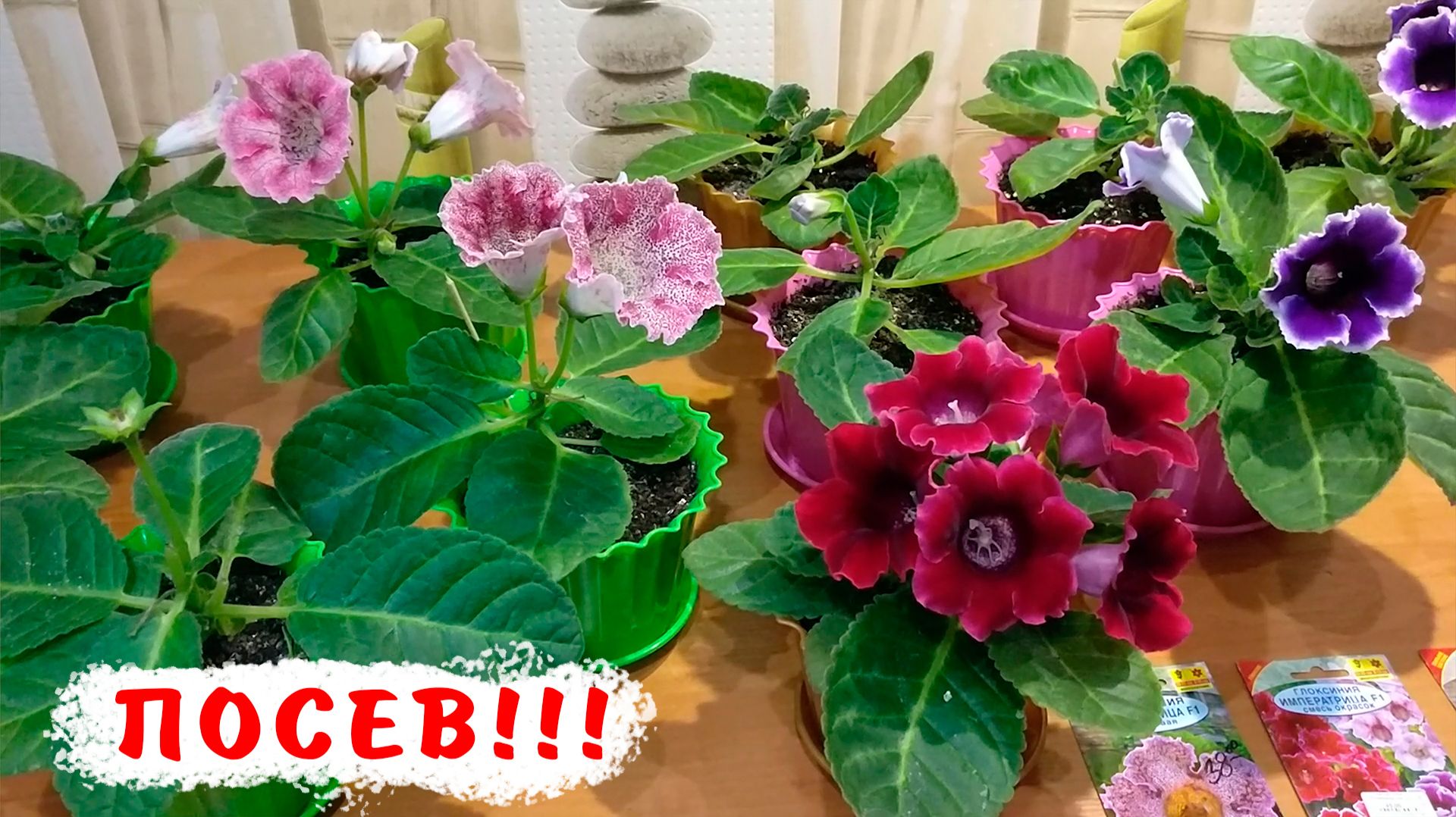 Посев глоксиний! Выращивание глоксинии из семян смотреть онлайн