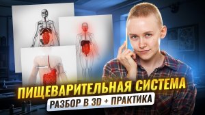 Пищеварительная система | 3D РАЗБОР + практика по заданиям из ОГЭ | Биология ОГЭ 2026 | Умскул
