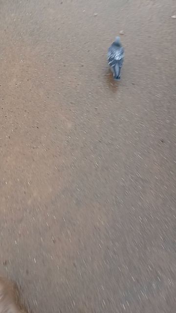 идет охота на волков